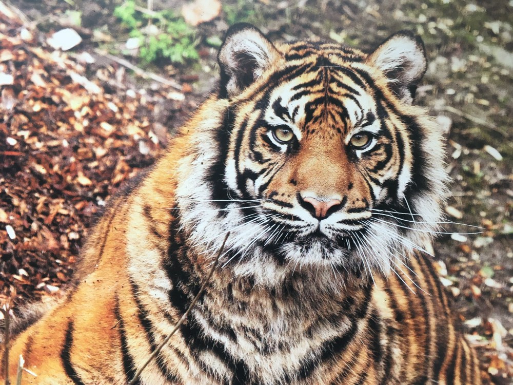 Dudley zoo, tecton group