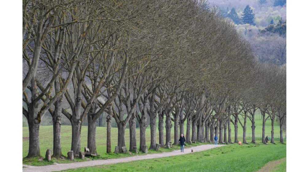 Joseph Bueys, 7000 Oaks, land art sculpture, 1982, Kassel, Germany.